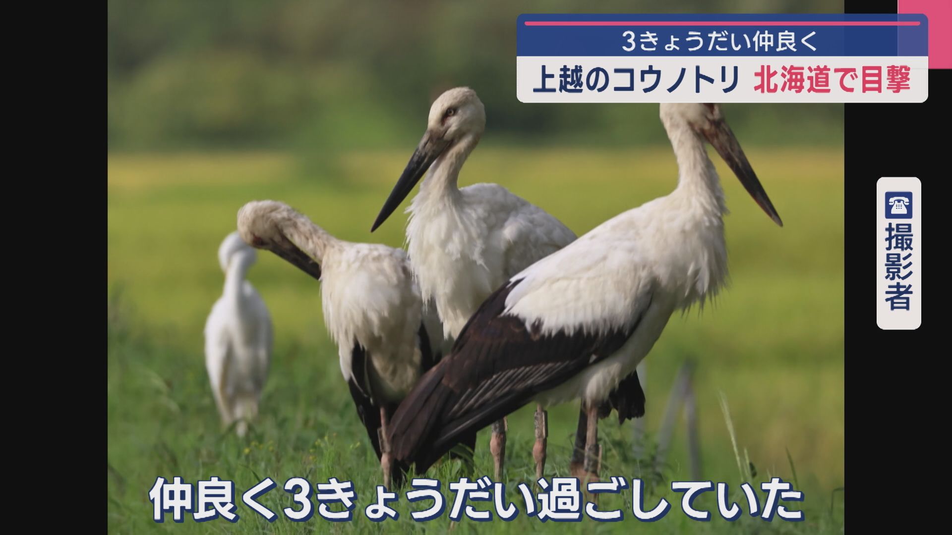 3きょうだい仲良く 上越市の「コウノトリ」北海道で目撃【新潟】 2025年09月11日(木)