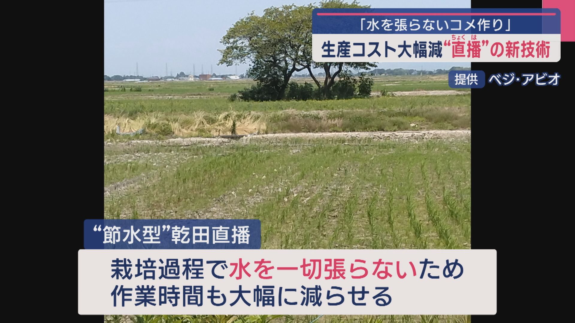 “水を張らないコメ作り” 生産コスト大幅減「直播」の新技術【新潟】 2025年09月11日(木)