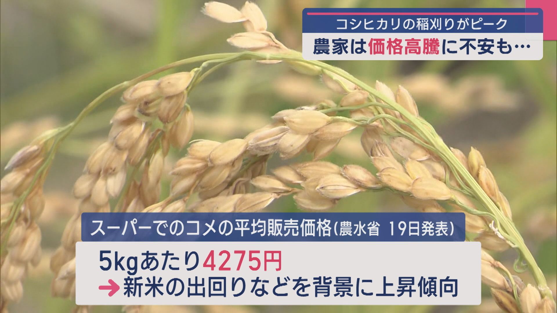 「安定した価格でいきたい」農家からは価格に不安の声、県内はコシヒカリの稲刈りピーク【新潟】 2025年09月23日(火)
