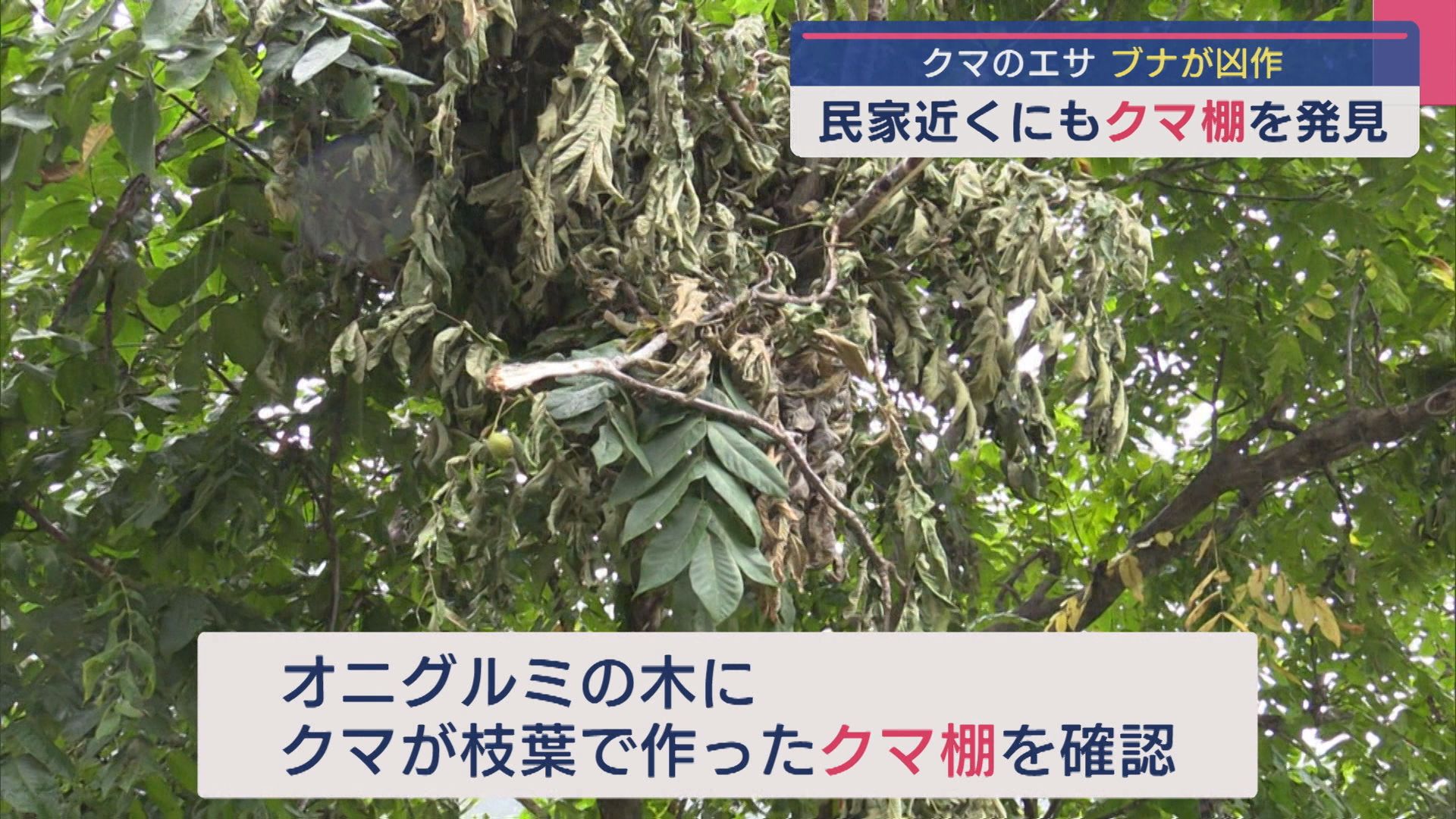 なぜ人里に？クマの痕跡とは？三国川ダム周辺で専門家に聞く【新潟】 2025年09月26日(金)