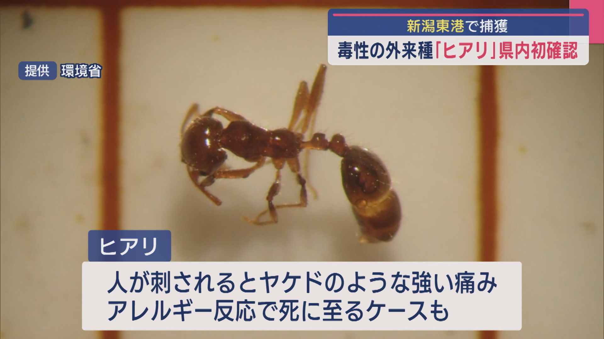 見つけても触らないで！毒性の外来種「ヒアリ」県内で初確認、新潟東港で捕獲【新潟】 2025年09月30日(火)