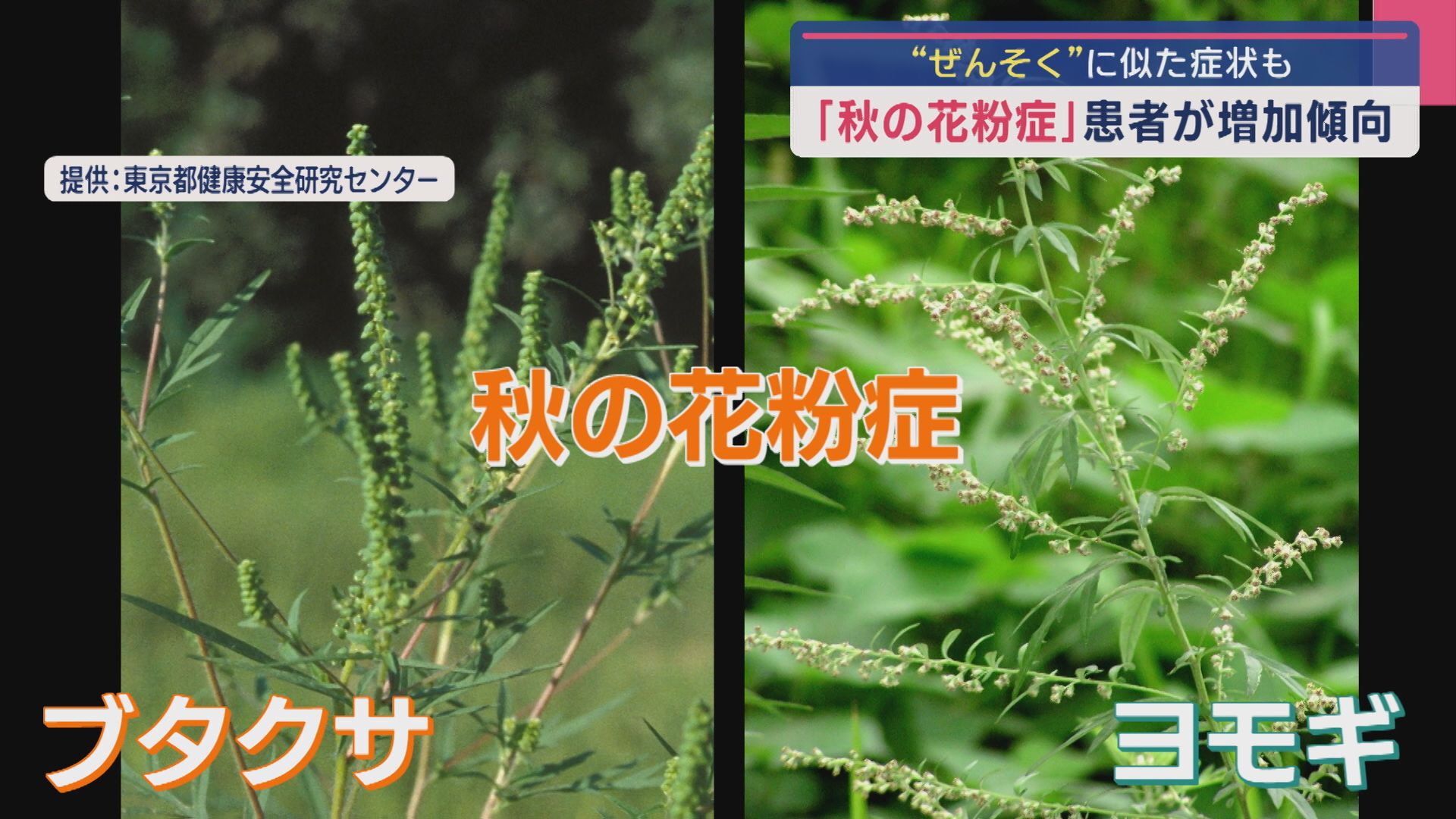 ぜんそくに似た症状も〝秋の花粉症〟患者が増加傾向「重症化する前に早めに受診を」【新潟】 2025年09月30日(火)