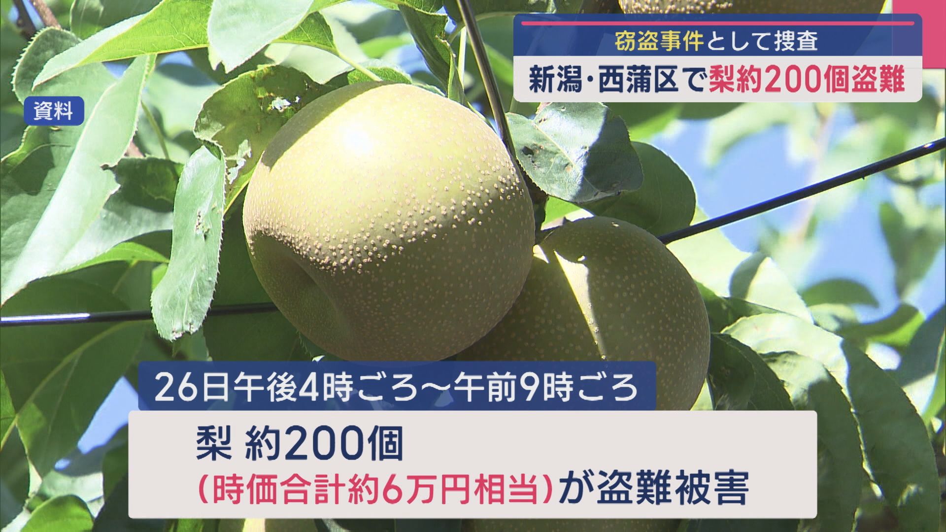 窃盗事件として捜査「ナシ」約200個(時価合計約6万円相当)が盗まれる【新潟･西蒲区】 2025年09月30日(火)