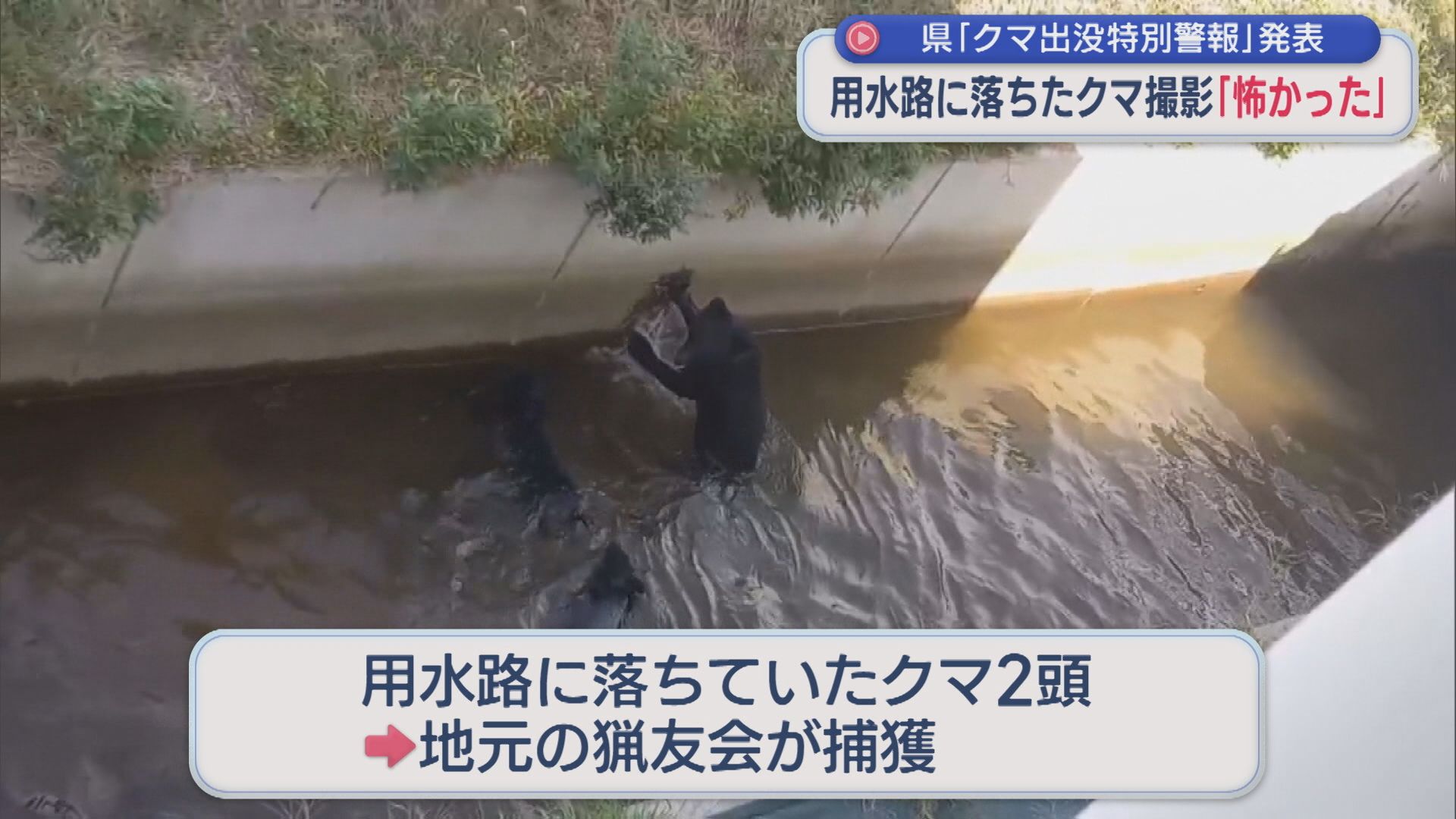 用水路に落ちたクマ撮影「人間の叫び声かと思うくらいすごかった」、県『クマ出没特別警報』を発表【新潟】 2025年10月06日(月)