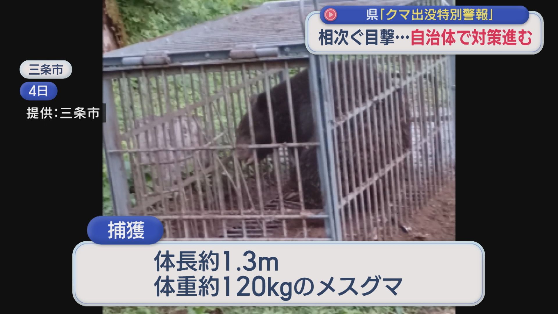 消防車両にクマが接触も 相次ぐ目撃･･･わなの設置やパトロールを強化、自治体で対策進む【新潟】 2025年10月10日(金)