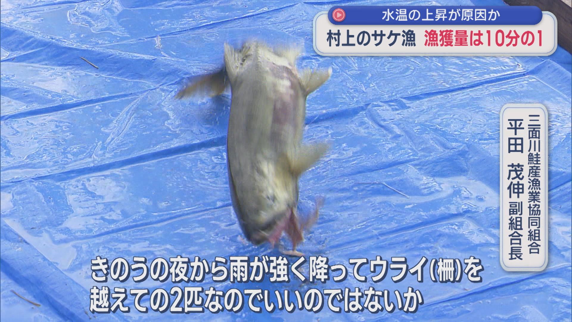 村上のサケが獲れない･･･漁獲量が10分の1に 水温が影響か【新潟･村上市】 2025年10月28日(火)