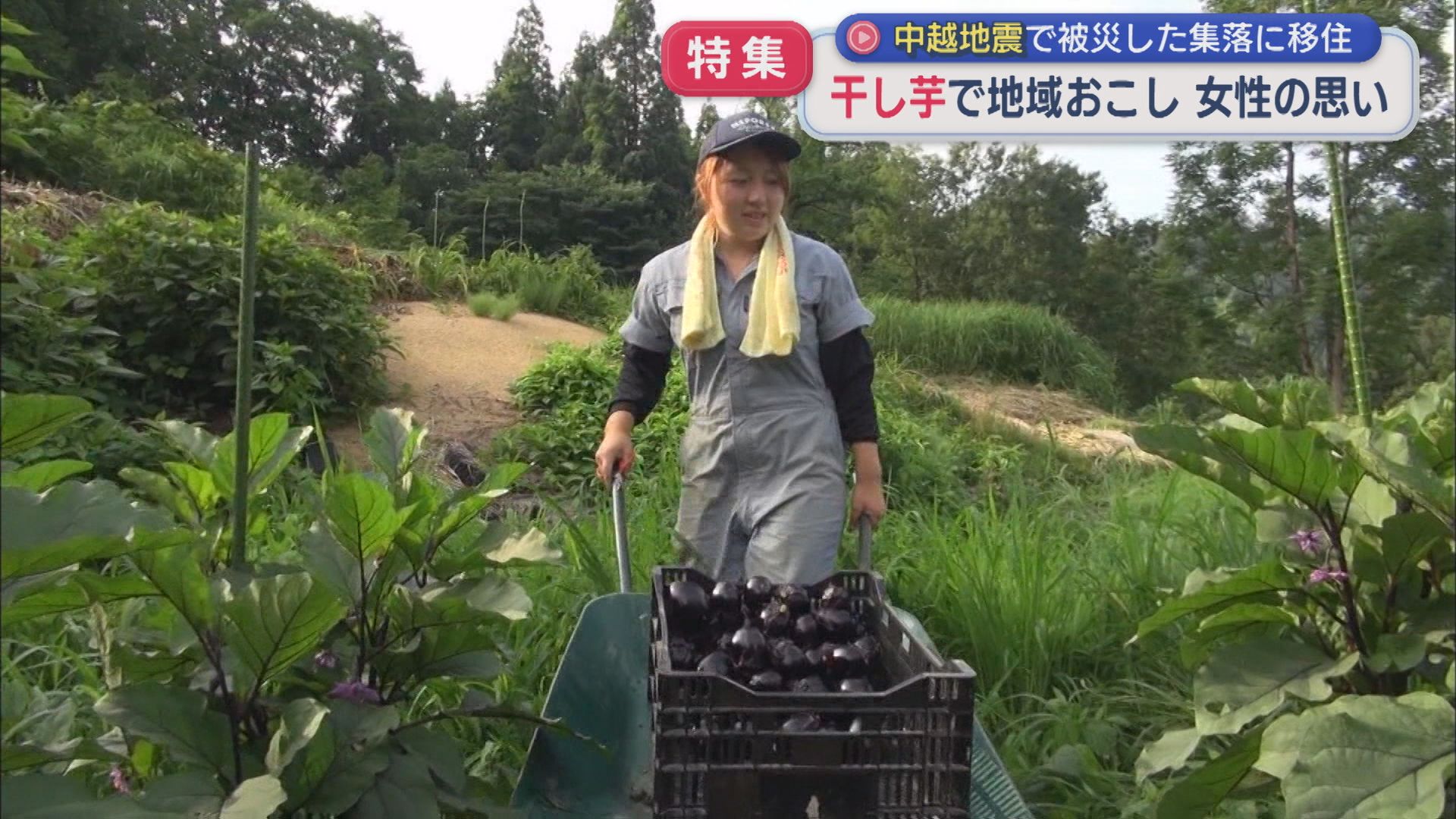 【特集】「干し芋」で地域おこしを！中越地震で被災した集落で移住した女性が奮闘【新潟･十日町市】 2025年10月28日(火)