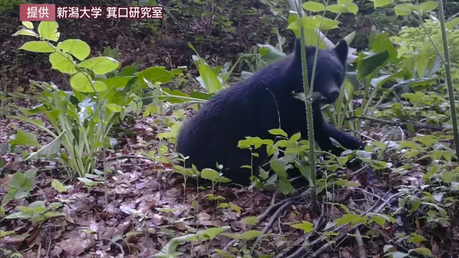 【速報】阿賀野市の建設会社倉庫にクマ閉じこもる 市が麻酔銃を手配【新潟】 2025年10月31日(金)