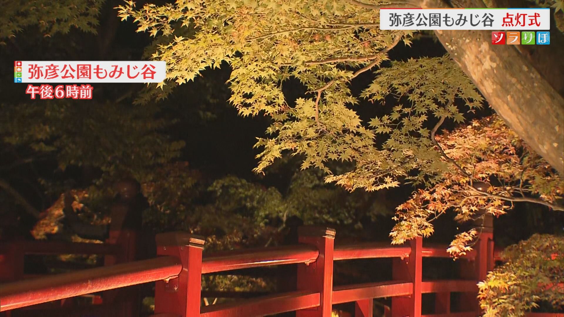【紅葉情報】弥彦公園もみじ谷がライトアップ、紅葉の見ごろは？【新潟】 2025年10月31日(金)