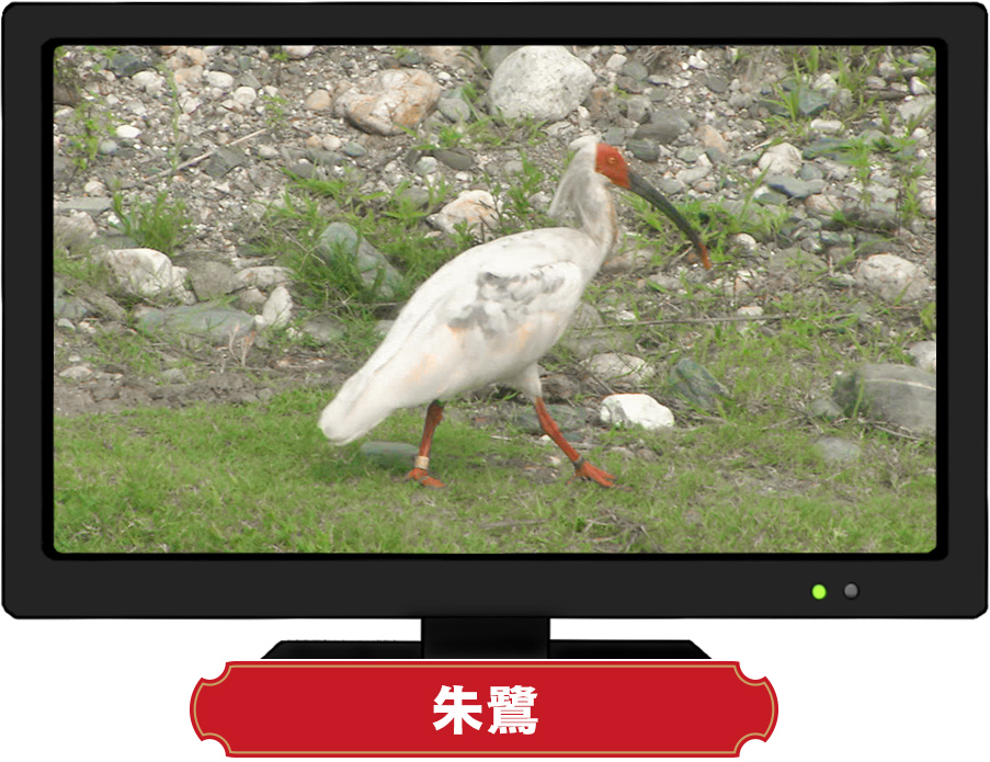 朱鷺