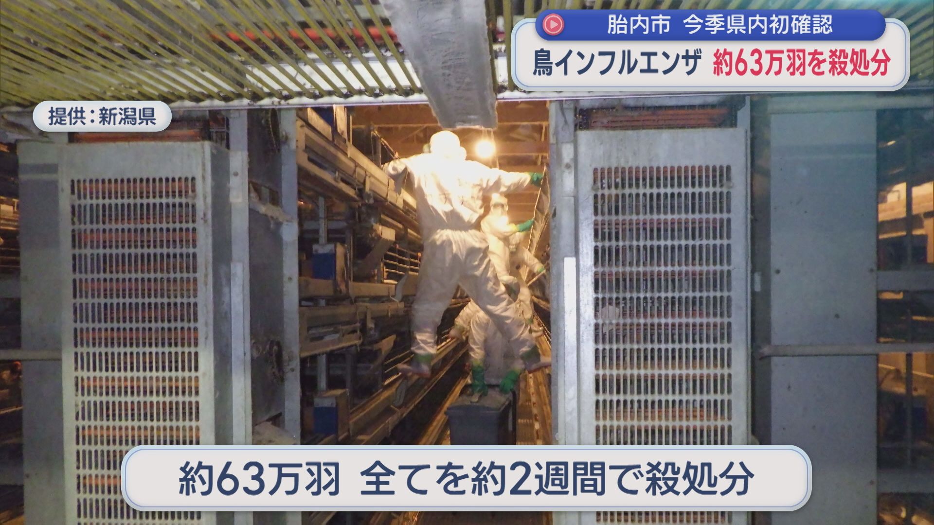 約2週間かけて約63万羽すべてを殺処分「鳥インフルエンザ」今シーズン県内初確認【新潟･胎内市】 2025年11月04日(火)