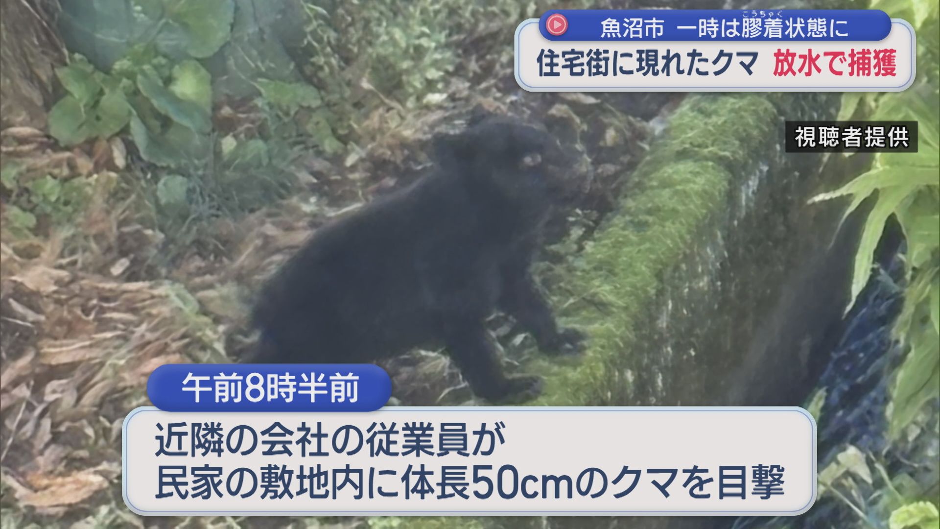 住宅街に現れたクマを放水で捕獲、一時はこうちゃく状態に【新潟･魚沼市】 2025年11月05日(水)