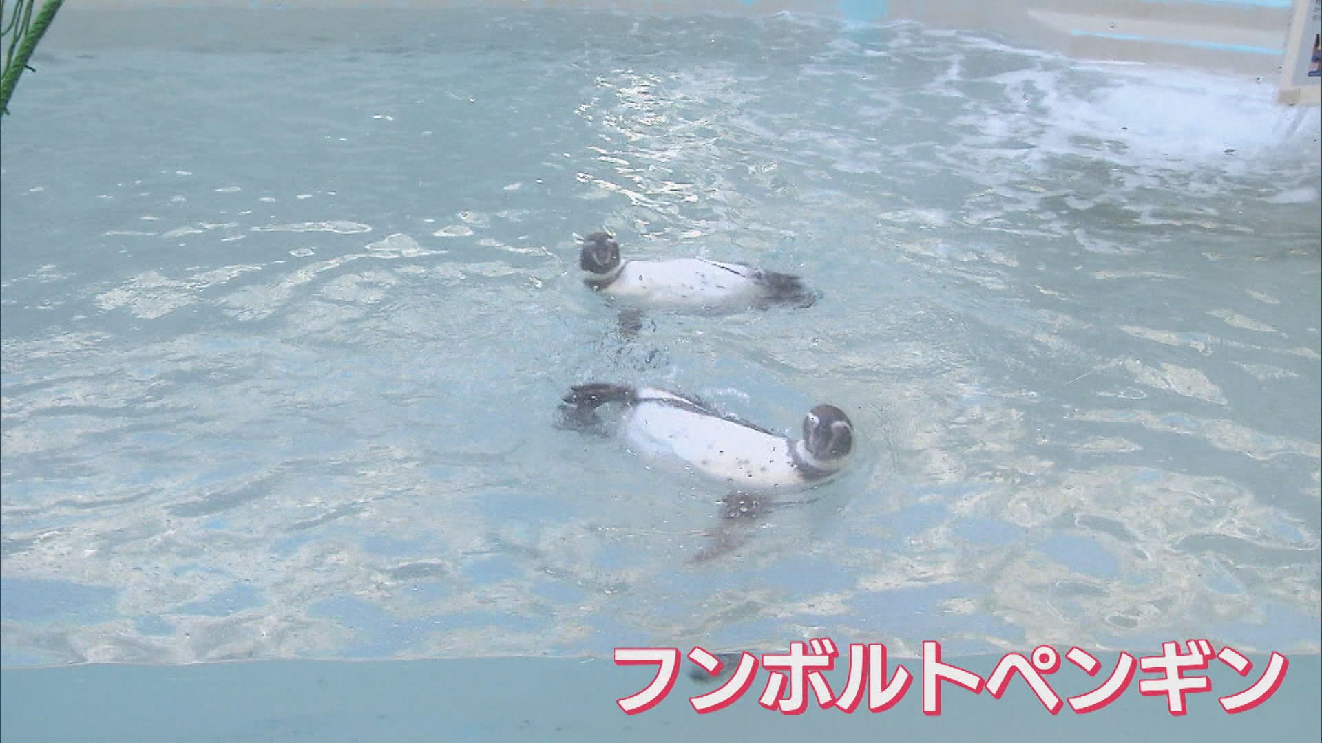 「フンボルトペンギン」の個体識別タグを交換、鳥インフルの感染対策徹底も【新潟】 2025年11月05日(水)