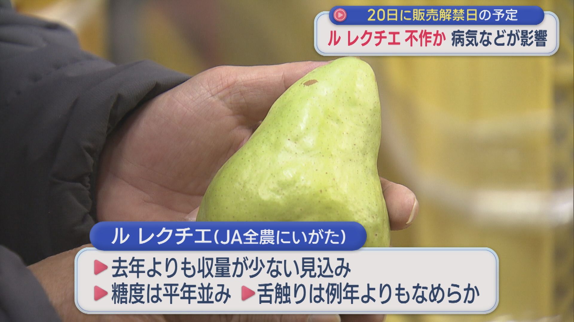「ル レクチエ」不作か 病気などの影響で全体の3割が出荷できない状態【新潟】 2025年11月10日(月)