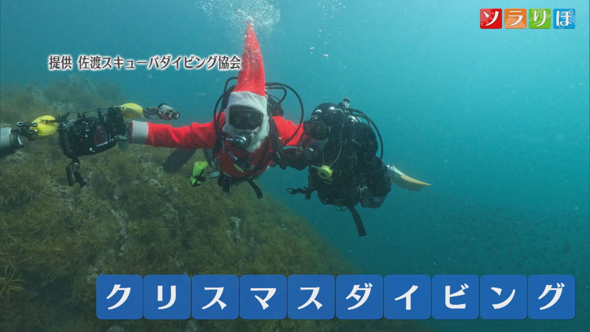 サンタやトナカイのダイバー!?一風変わった「クリスマスダイビング」【新潟･佐渡市】 2025年11月10日(月)