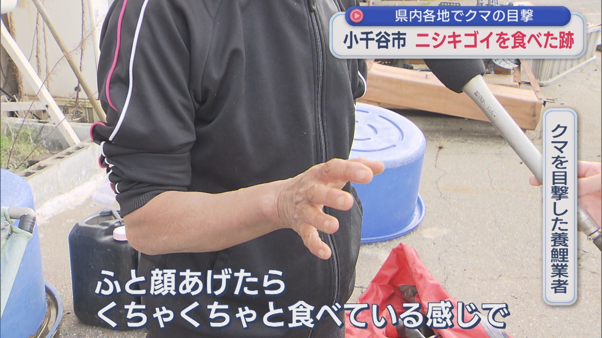 「くちゃくちゃと」何かを食べているクマ、近くにはニシキゴイを食べたとみられる跡【新潟･小千谷市】 2025年11月13日(木)