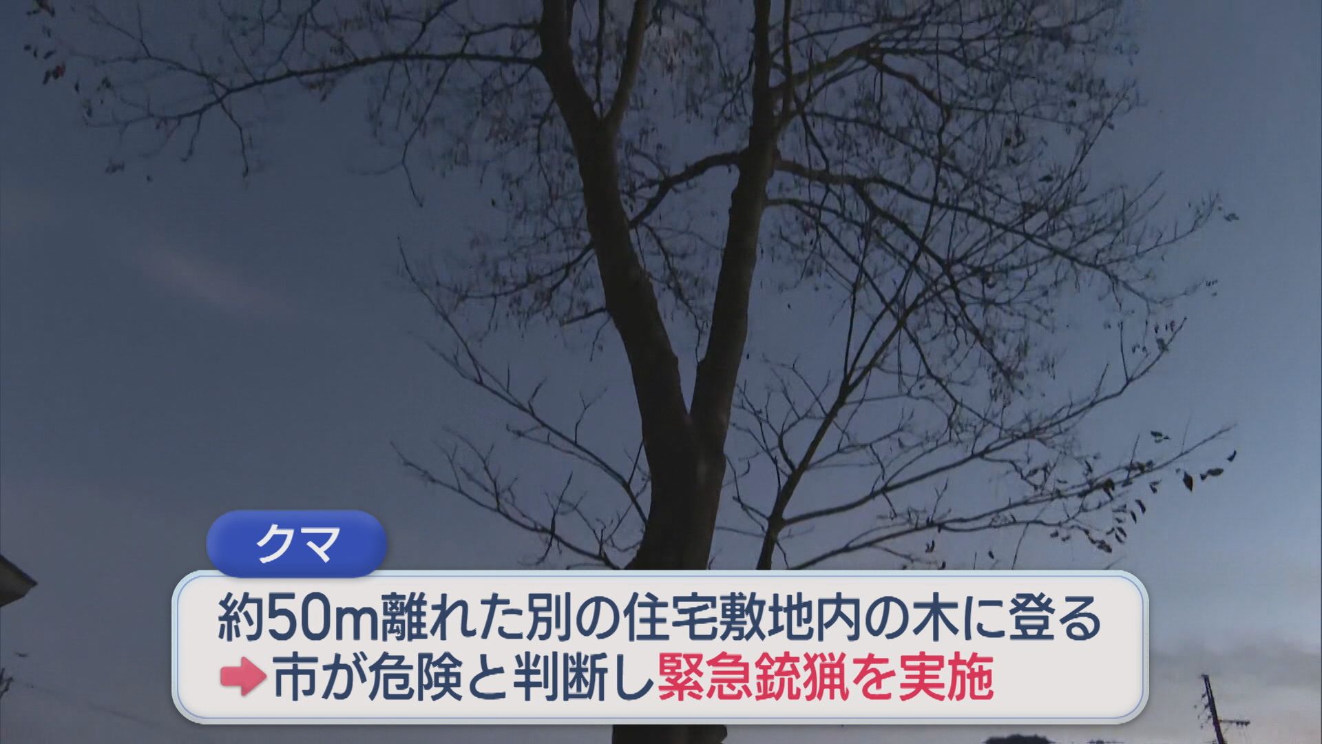 【クマ】住宅の敷地内の木の上に居座る 緊急銃猟で捕獲･駆除【新潟･南魚沼市】