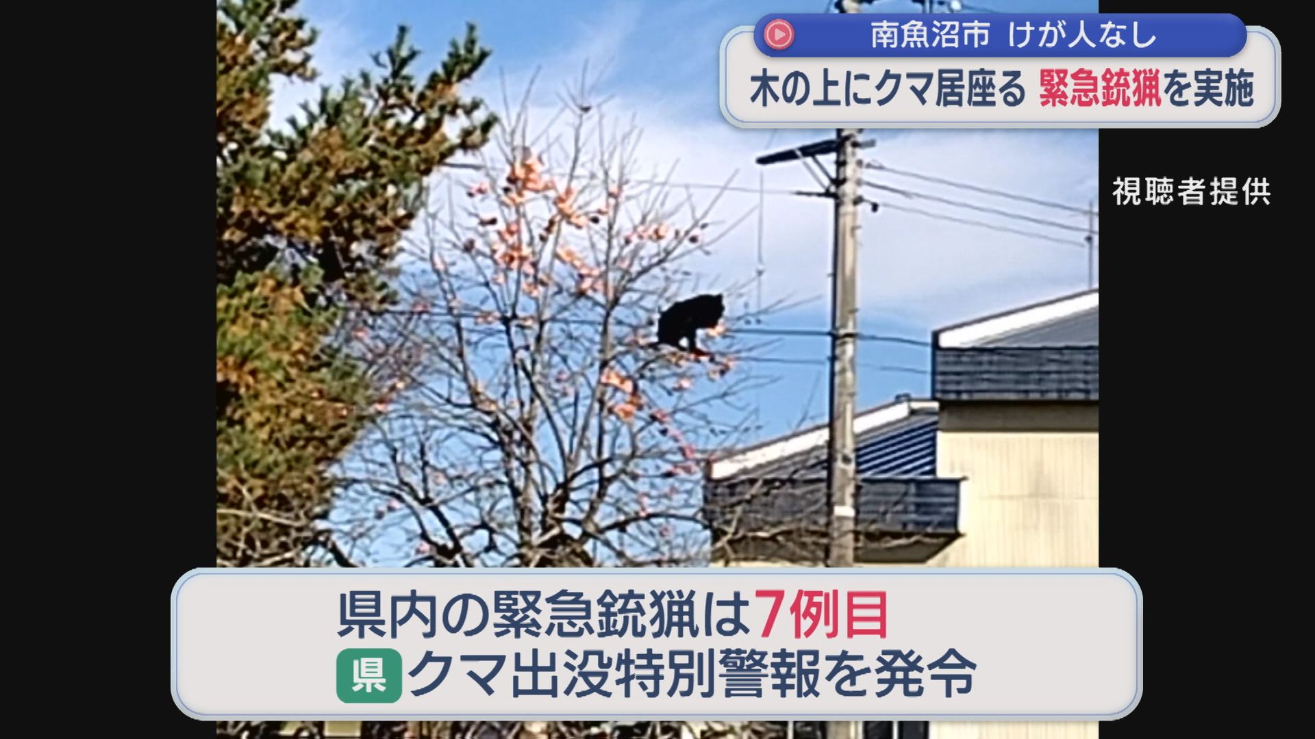 【クマ】県内7例目：空砲を撃ち麻酔銃で捕獲・駆除「緊急銃猟」を実施、木の上にクマ居座る【新潟･南魚沼市】 2025年11月17日(月)
