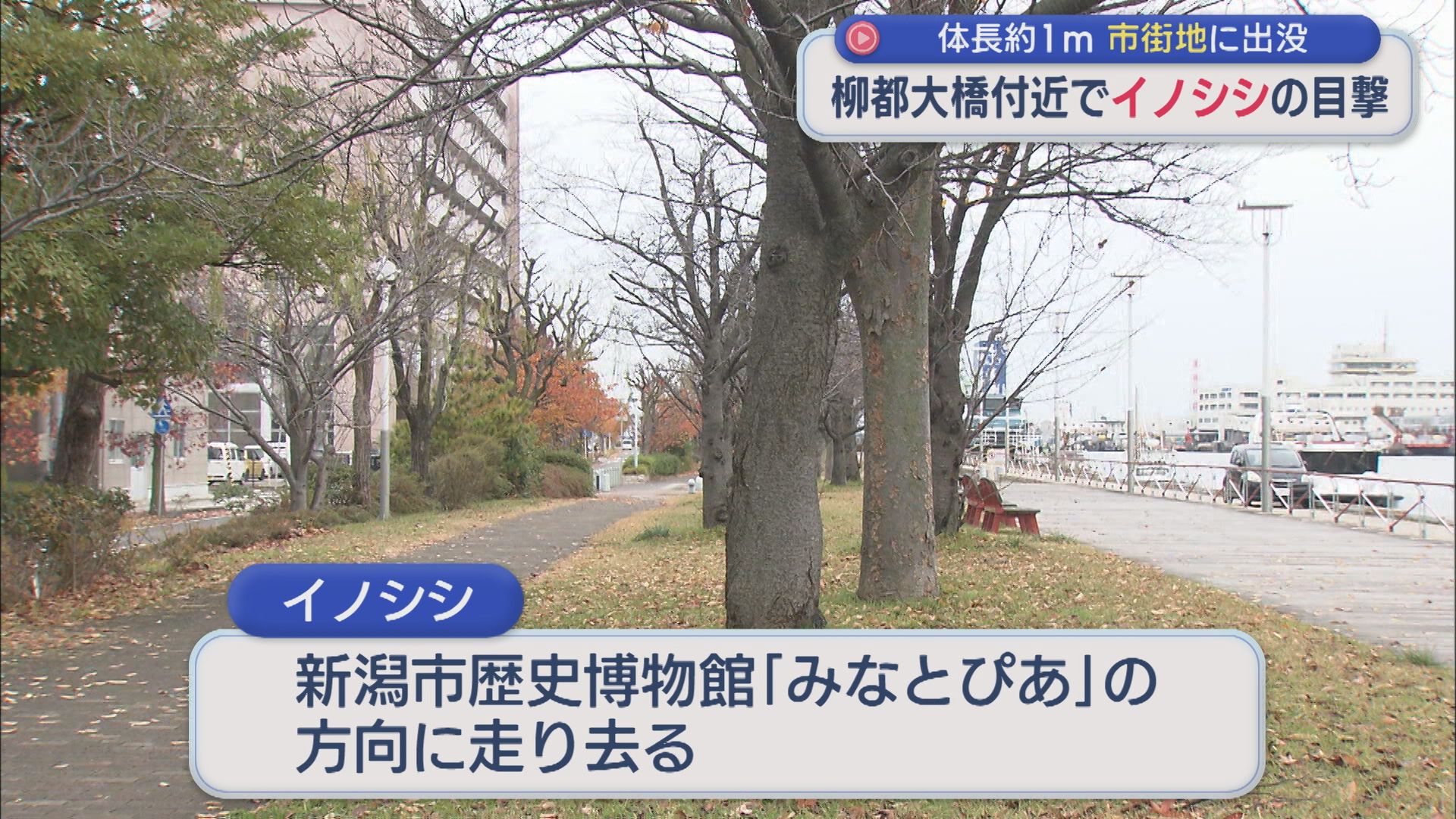 新潟市中央区･柳都大橋付近で 通行人が約1mのイノシシ目撃【新潟】 2025年11月25日(火)