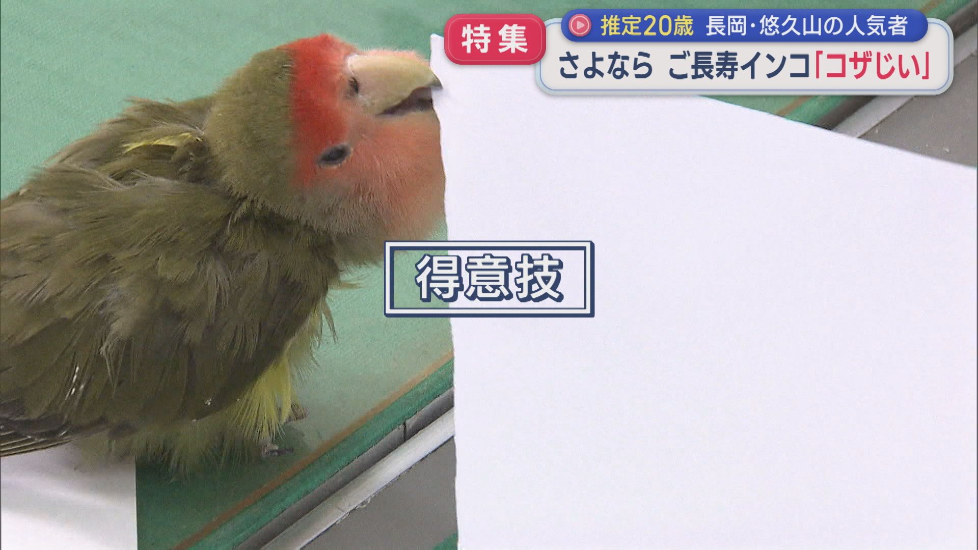【特集】さよなら「コザじい」悠久山の人気者、人間だと約100歳の〝ご長寿インコ〟【新潟】 2025年11月27日(木)