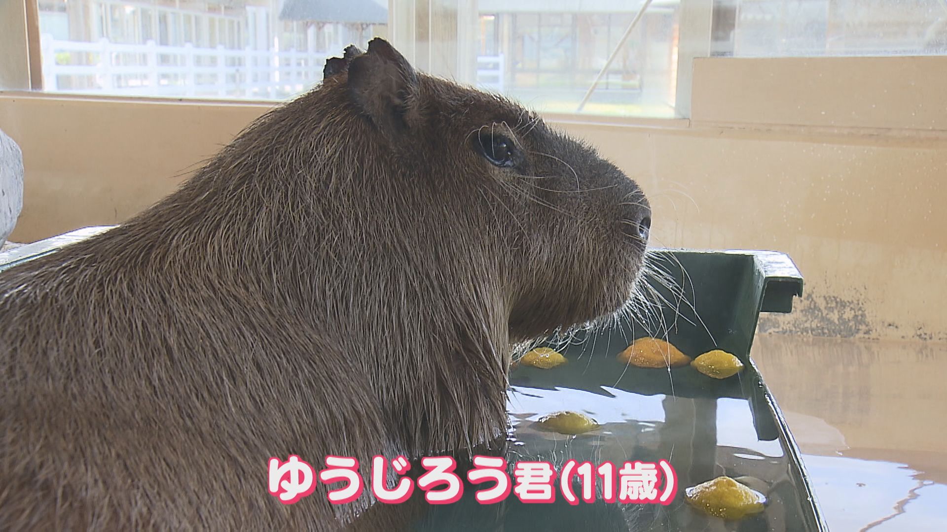 ゆず湯でまったり 人気のカピバラ「ゆうじろう」死ぬ、新潟市動物ふれあいセンターで飼育【新潟】 2026年01月25日(日)