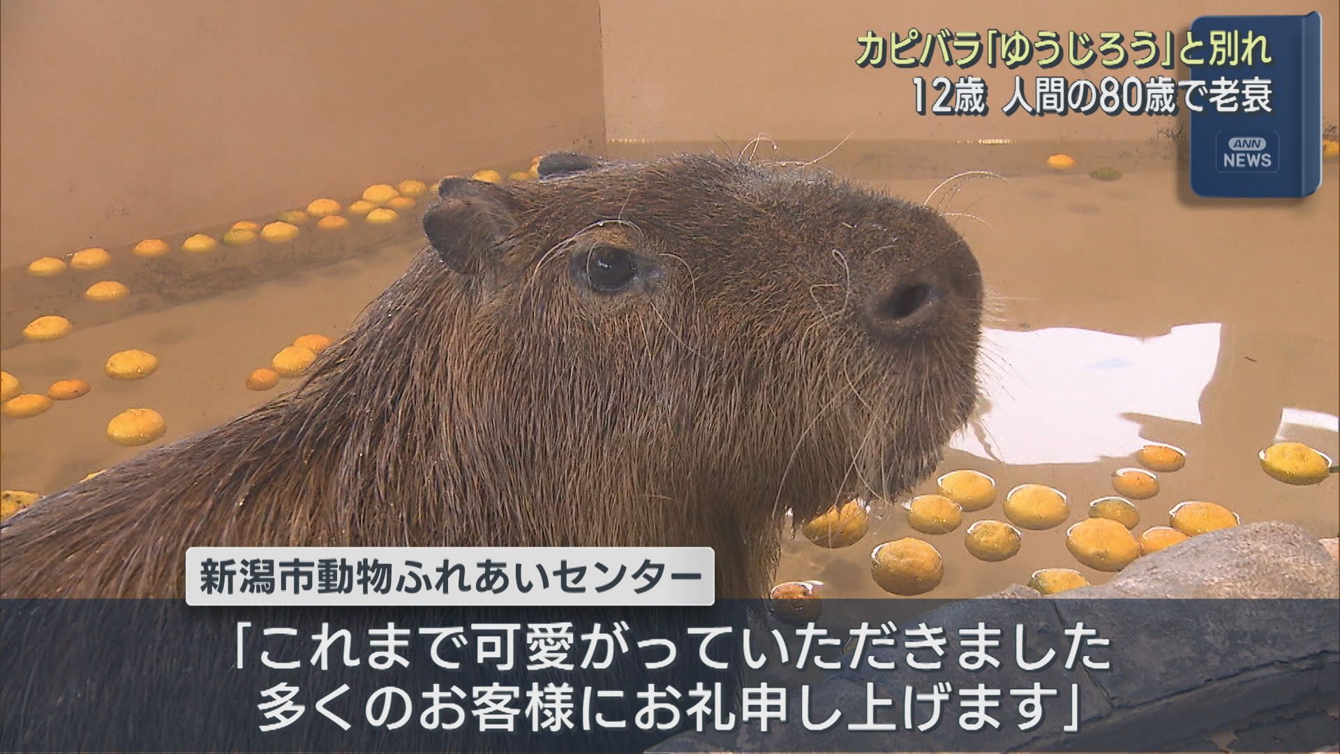人間でいうと80歳 カピバラ「ゆうじろう」老衰で死ぬ、献花台を設置【新潟】 2026年01月26日(月)
