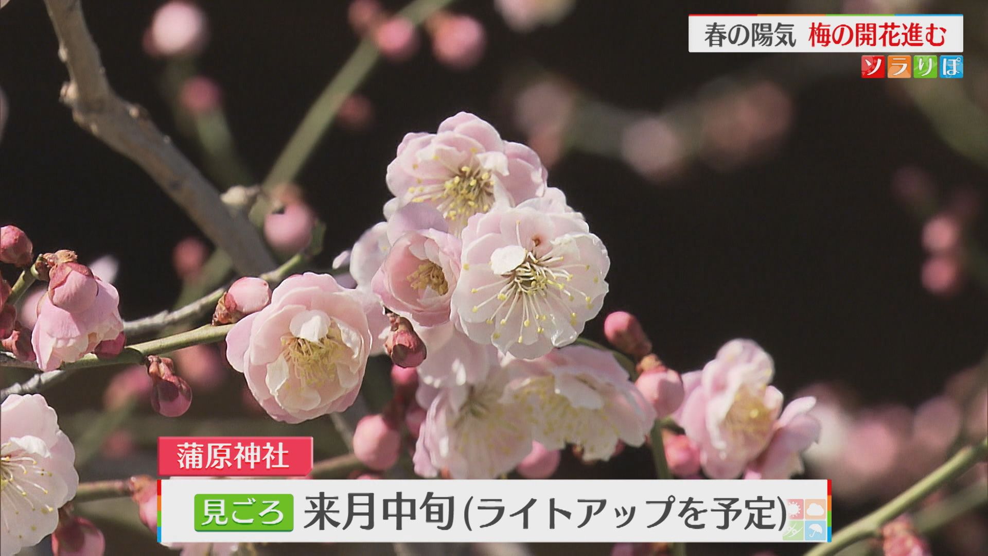 春の陽気で梅の開花すすむ「心がウキウキ」名所には見物客も【新潟】 2026年02月26日(木)