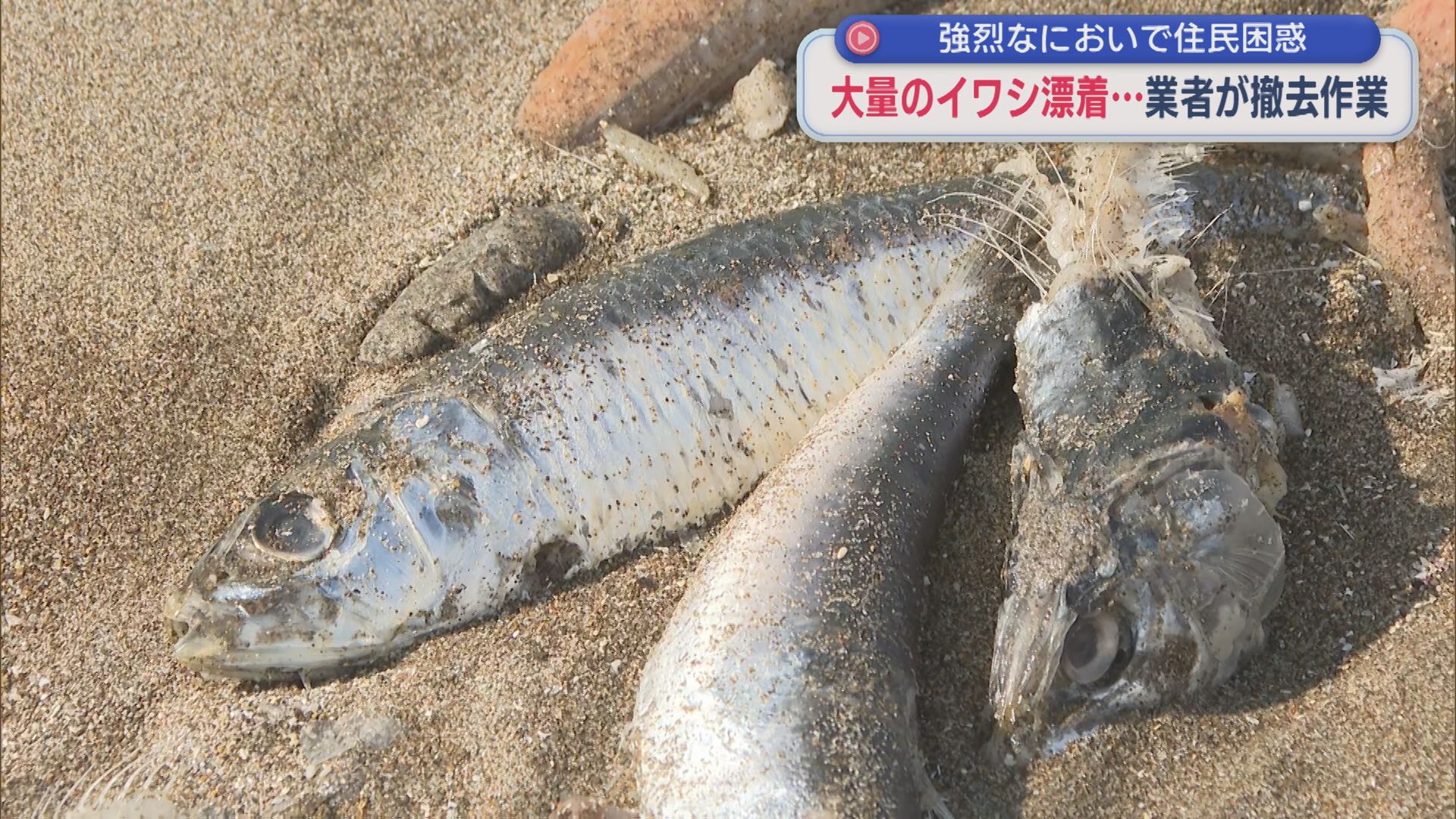 強烈なにおい･･･全長約1kmに渡る大量「イワシ」漂着、なぜ？【新潟･柏崎市】 2026年02月27日(金)