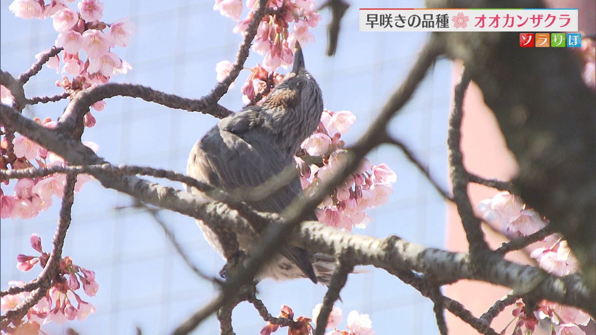 早咲きの品種「オオカンザクラ」小学校で見ごろ迎える【新潟】 2026年03月17日(火)