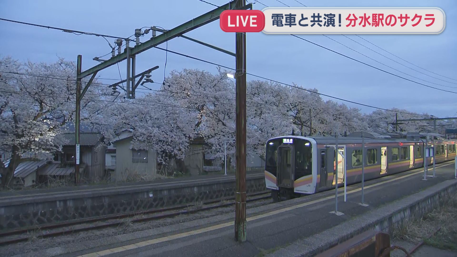 【中継｜分水駅】電車と共演！ホーム沿いのサクラ並木がライトアップ【新潟･燕市】 2026年04月09日(木)