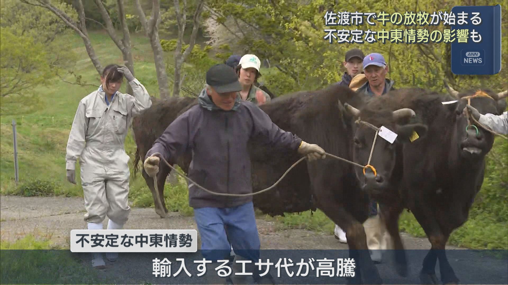 冬を乗り越え･･･佐渡市で牛の放牧始まる、不安定な中東情勢の影響で「エサ代」高騰【新潟】