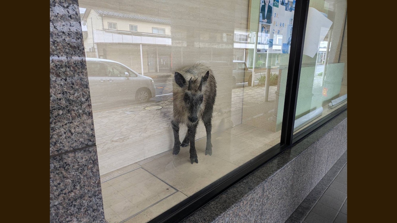 【速報】カモシカが市街地に現れ銀行に侵入 吹き矢による麻酔で眠らせ捕獲 ケガ人なし【新潟・柏崎市】 2026年04月27日(月)