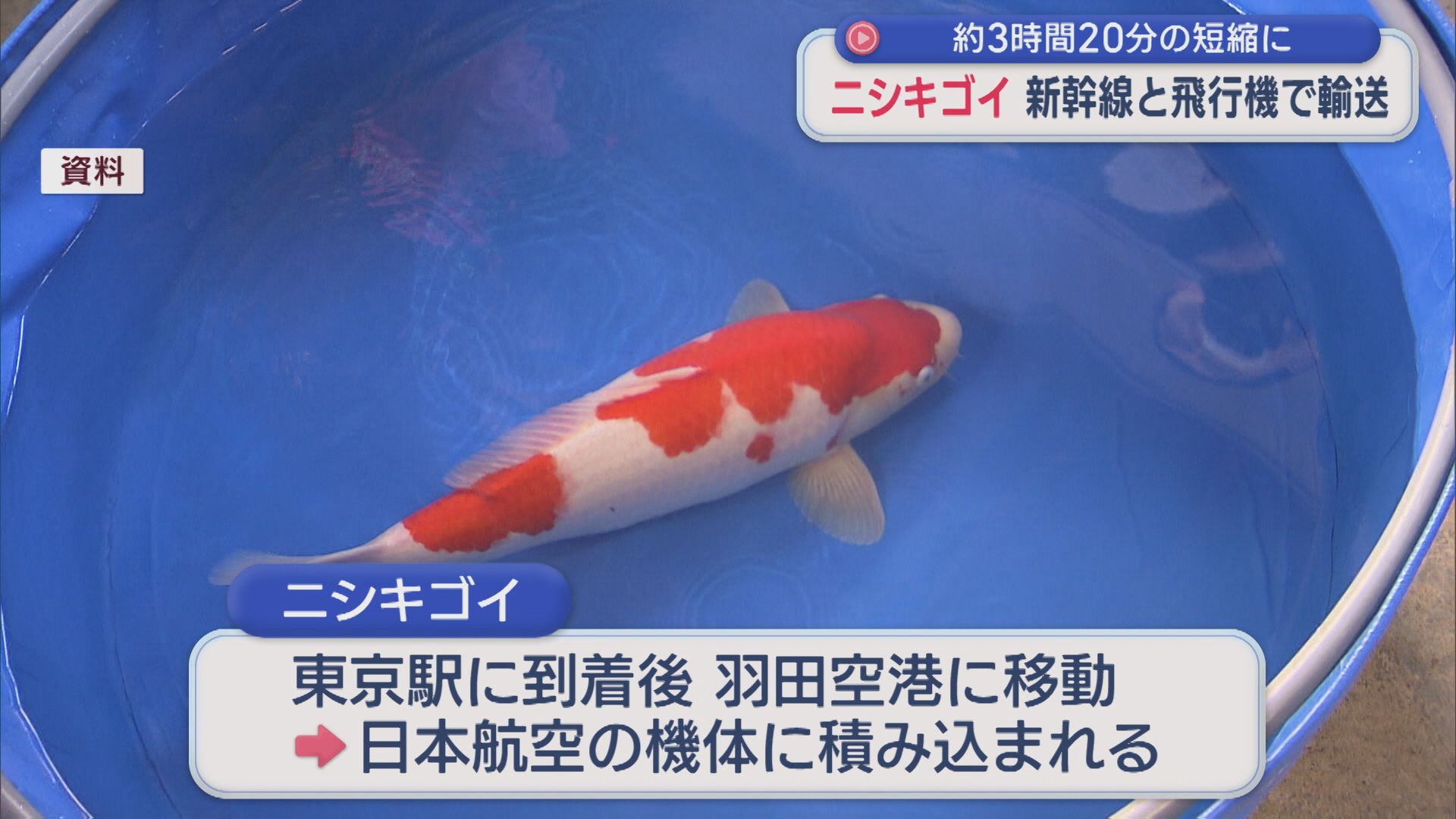 新幹線と飛行機で「ニシキゴイ」輸送、約3時間20分の短縮に【新潟】 2026年04月27日(月)