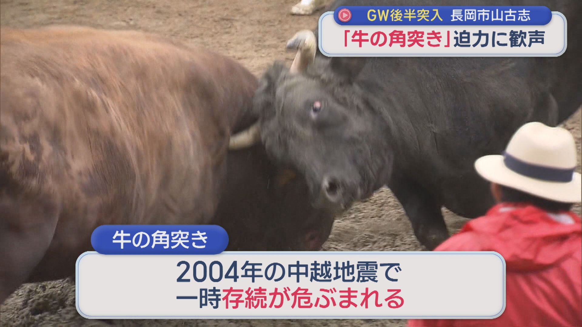 1000年以上の歴史「牛の角突き」初場所迎え 観客約800人が迫力に歓声【新潟･長岡市山古志】 2026年05月04日(月)