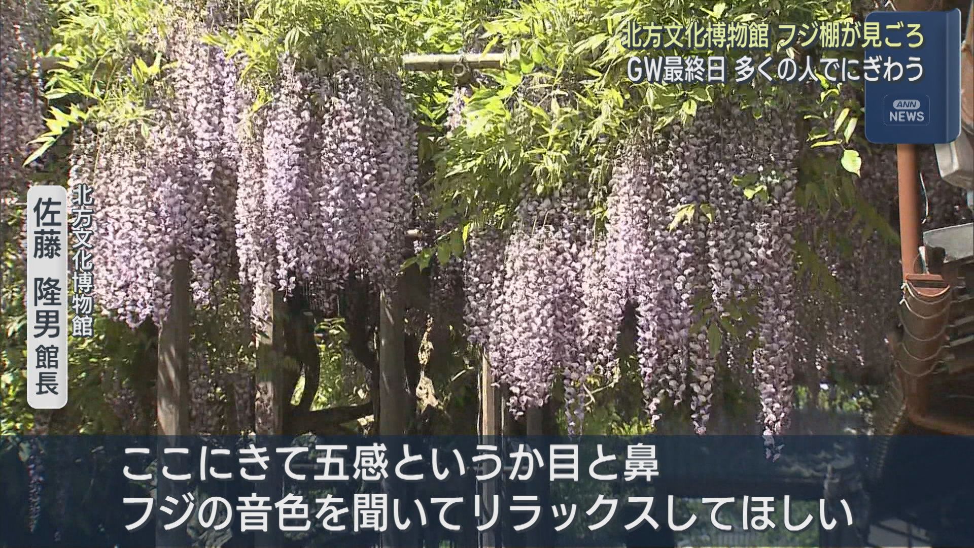 北方文化博物館のフジ棚が見ごろ GW最終日多くの人でにぎわう【新潟】 2026年05月06日(水)