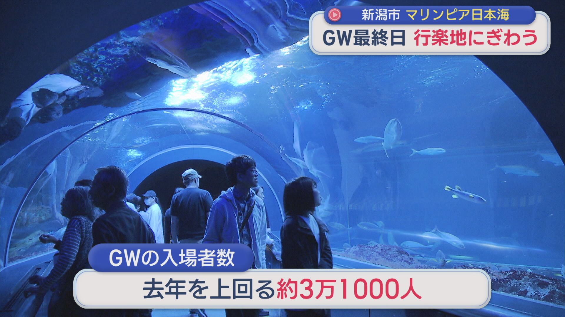 GW最終日「水族館」、見ごろを迎えた「大藤棚」行楽地にぎわう【新潟】 2026年05月06日(水)
