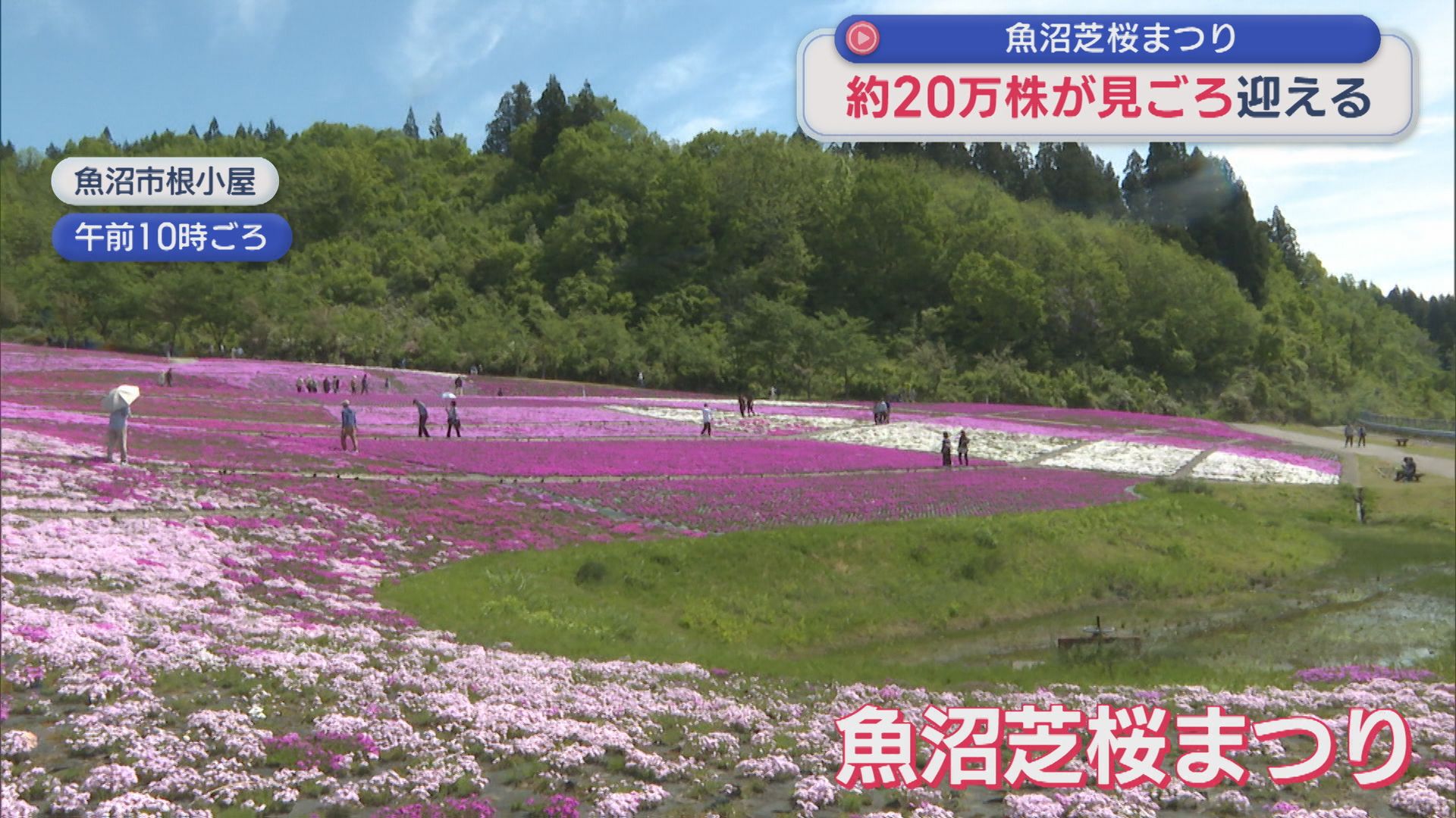 緑の山々と色とりどりの芝桜コラボ！約20万株の芝桜が見ごろ【新潟･魚沼市】 2026年05月06日(水)