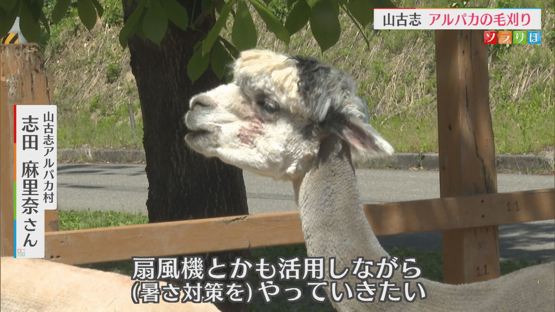 本格的な夏を前に･･･モフモフの毛が特徴「アルパカ」衣替え【新潟･長岡市】 2026年05月07日(木)
