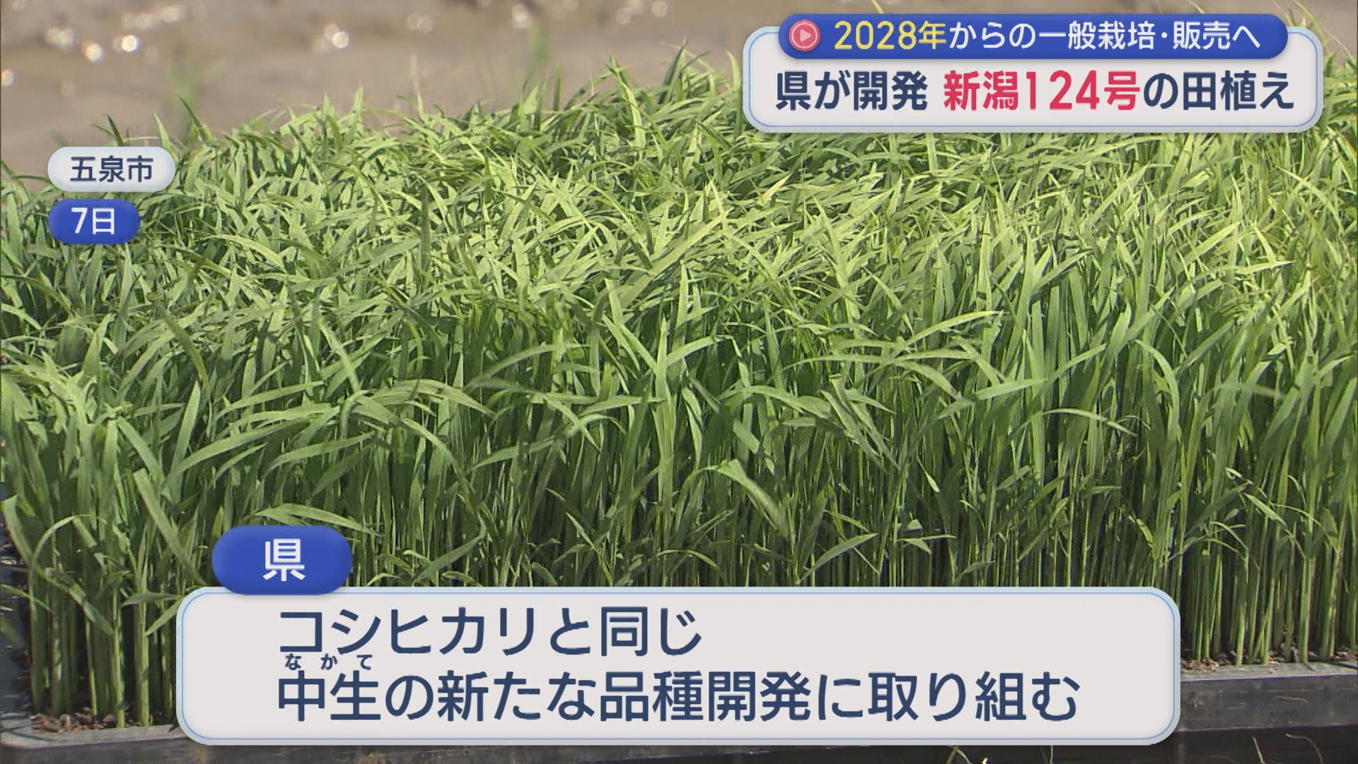 県が開発したコメ「新潟124号」の田植え始まる 2028年からの販売目指す【新潟】 2026年05月11日(月)