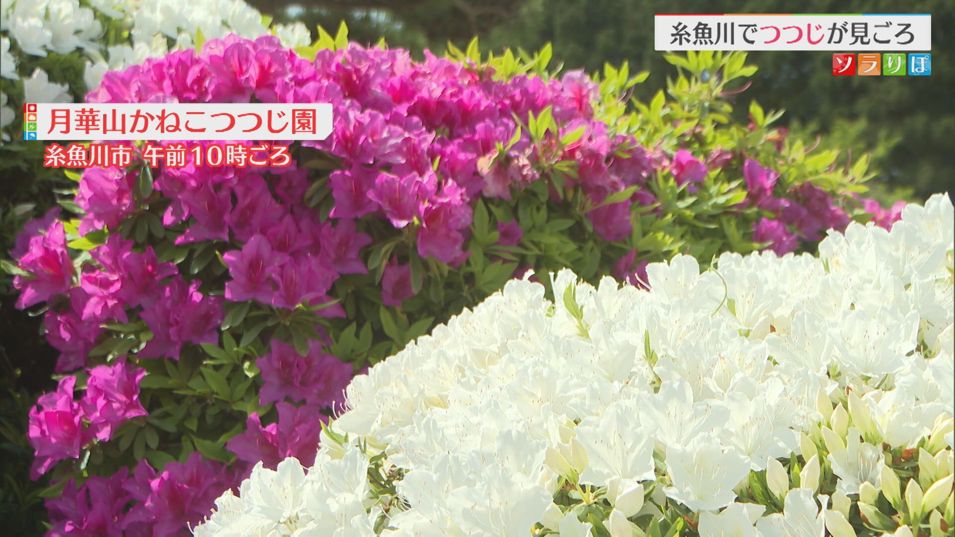 3500株のツツジが見ごろ！親子三代に渡って管理されてきた個人庭園がこの時期の名所に【新潟･糸魚川市】 2026年05月12日(火)