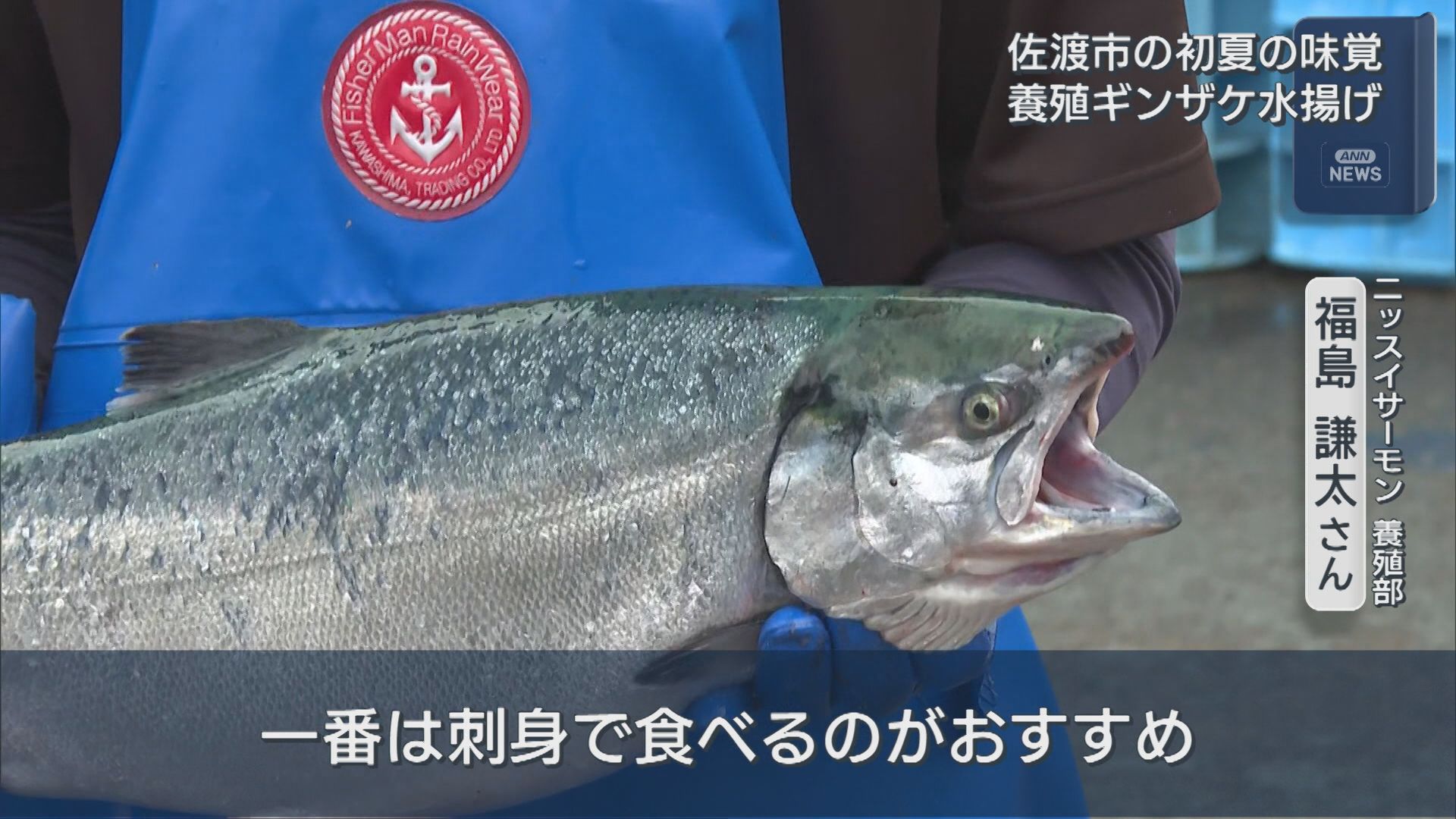 初夏の味覚・養殖ギンザケ水揚げ始まる「佐渡サーモン」として出荷【新潟･佐渡市】 2026年05月12日(火)
