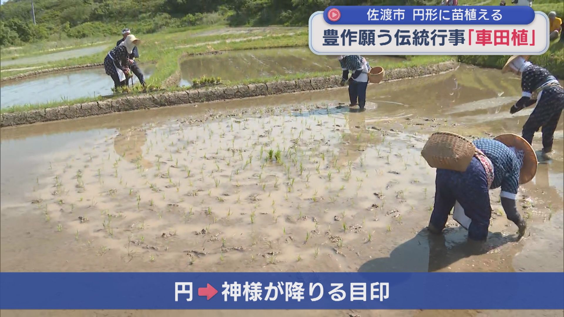 豊作願う伝統行事「車田植」神様が下りる目印〝円〟描くように苗植える【新潟･佐渡市】 2026年05月18日(月)