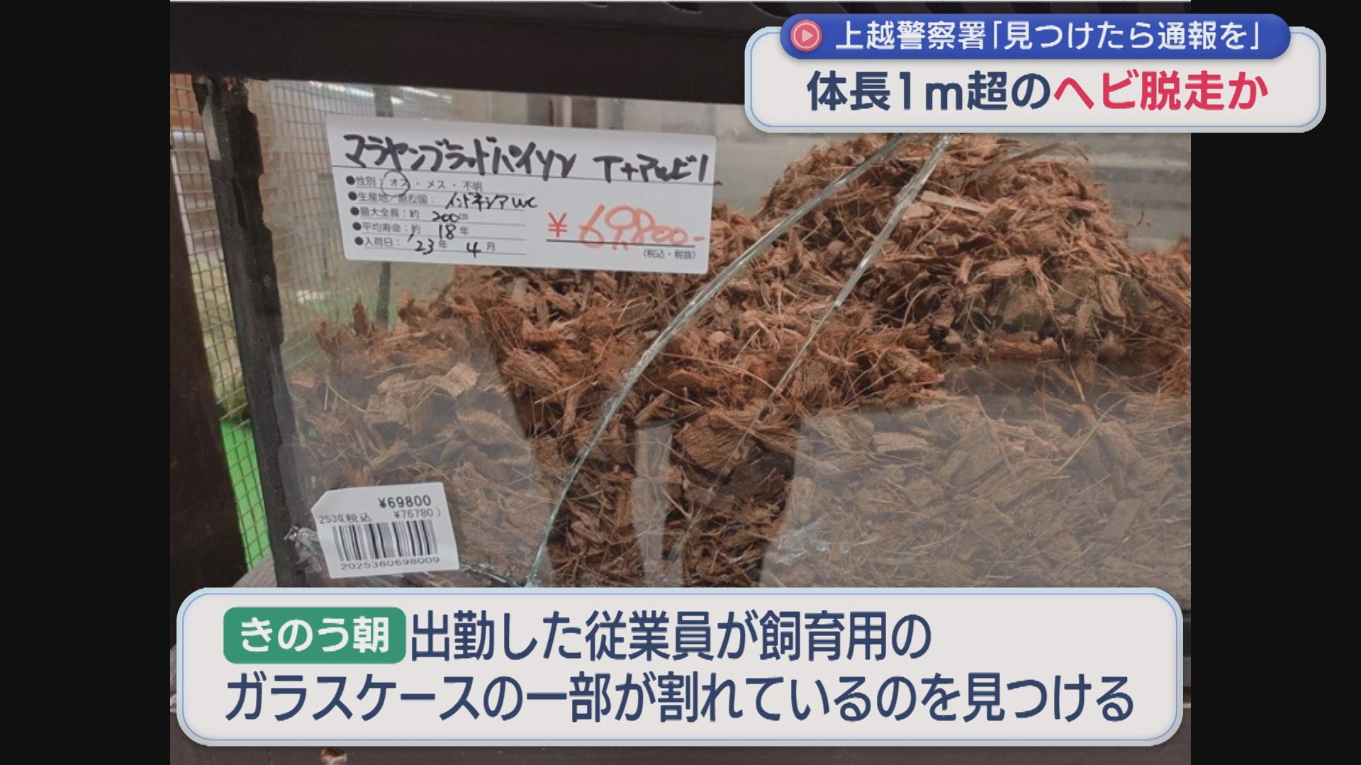 手を出すとかみつく恐れも･･･体長1m超えのヘビ「マラヤン・ブラッド・パイソン」脱走か【新潟･上越市】 2026年05月19日(火)