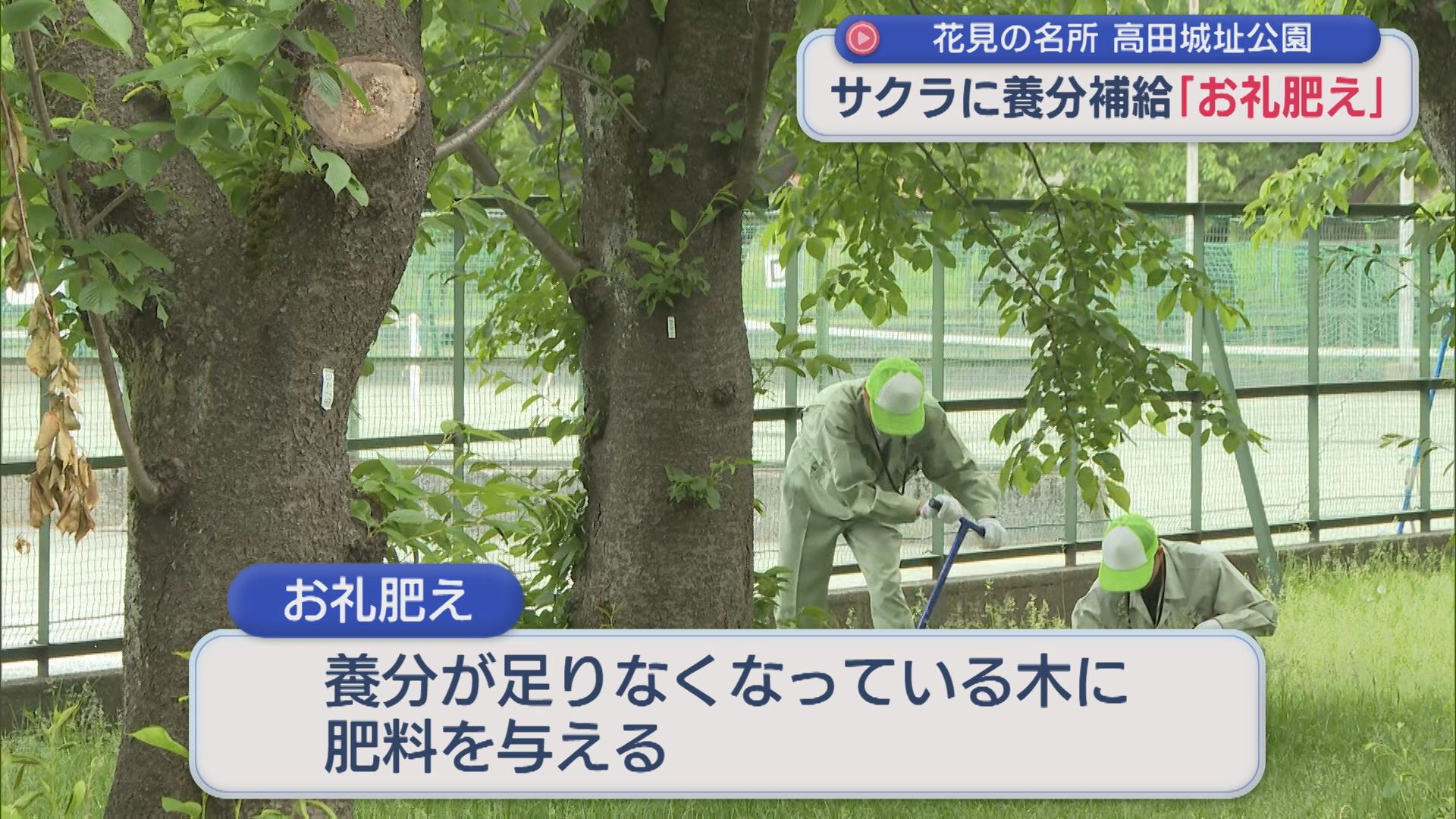 花見の名所・高田城址公園のサクラに「お礼肥え」栄養を補給【新潟･上越市】 2026年05月20日(水)