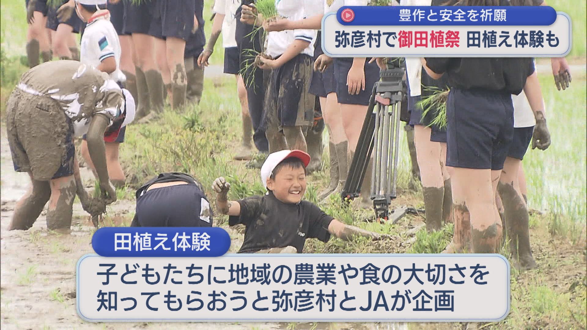 弥彦村で「御田植祭」豊作と安全を祈願、小学生が伊彌彦米の田植え体験も【新潟】 2026年05月20日(水)