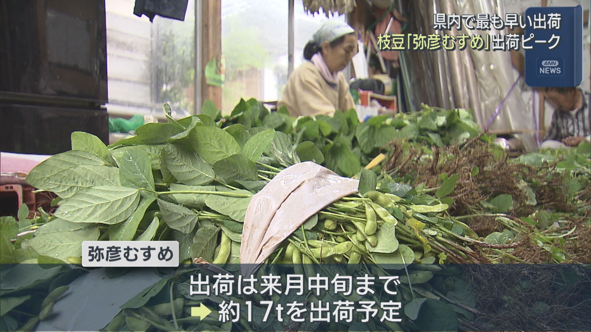 県内でもっとも早い出荷 何粒食べても飽きがこない枝豆「弥彦むすめ」が出荷ピーク【新潟･弥彦村】 2026年05月21日(木)
