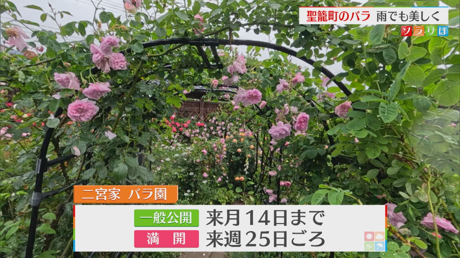 雨でも美しく「聖籠町のバラ」見ごろを迎える、満開は25日の見込み【新潟】 2026年05月22日(金)