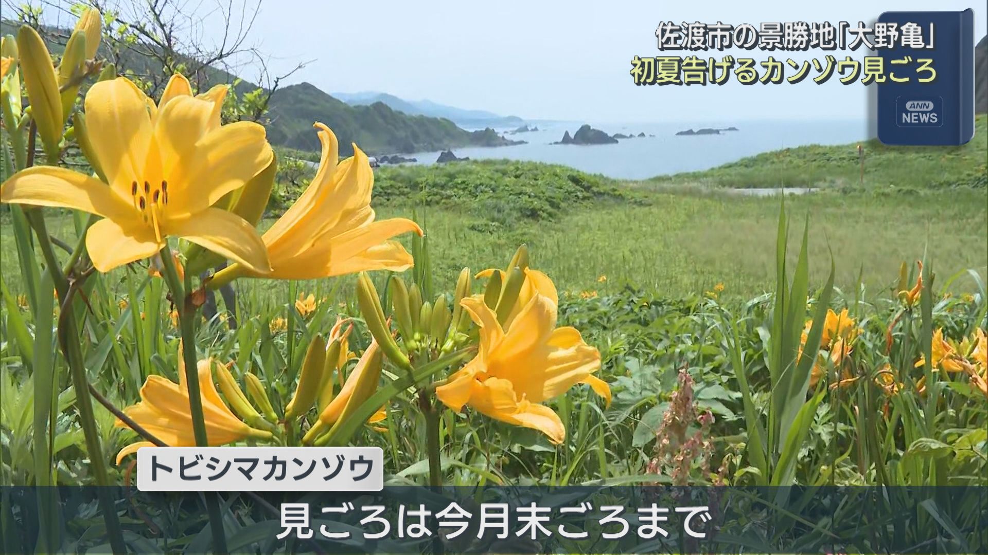 海を見下ろす広大な斜面に咲き誇る 初夏告げる「カンゾウ」の花が見ごろ【新潟】 2026年05月26日(火)