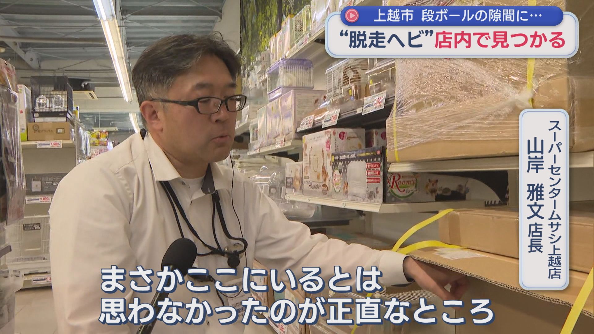 約1週間続いた逃走劇「まさかここにいるとは･･･」脱走ヘビが店内で見つかる【新潟･上越市】 2026年05月26日(火)