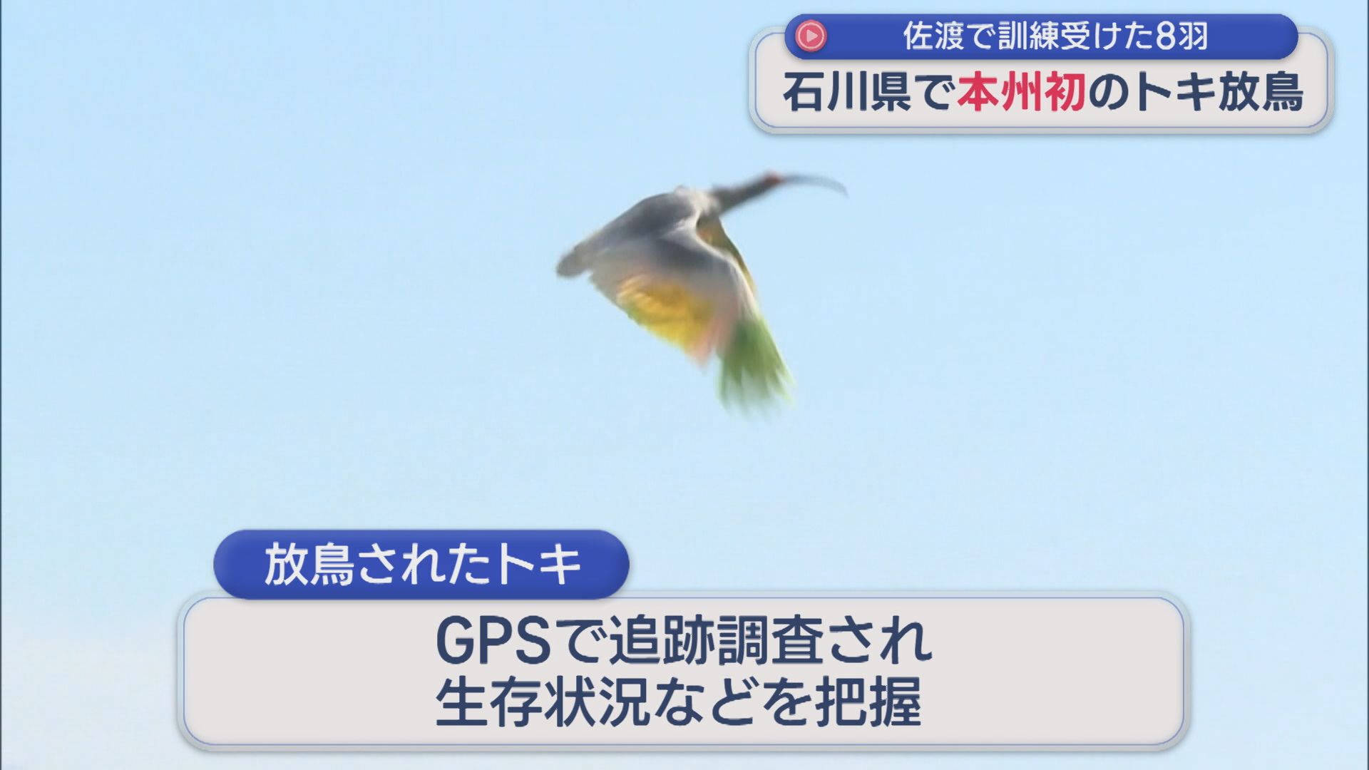本州最後の生息地だった石川県で半世紀ぶり トキ8羽が大空へ「野生復帰にとって新しい第一歩」【新潟】 2026年06月01日(月)